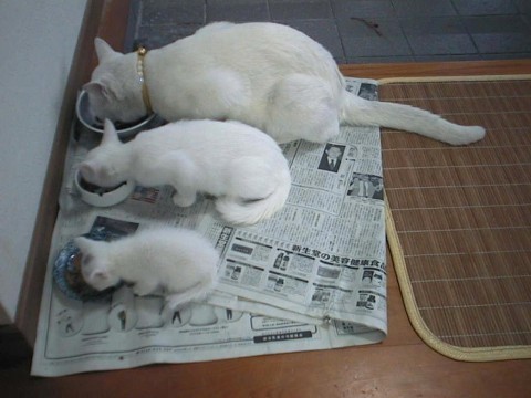 eternamente-inocente:  crossroadds:  bonexyards:  yerdemise:  (via sleepwalkinq,