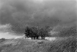 East of Knoxville (Birds) photo by Mark Steinmetz, 1991