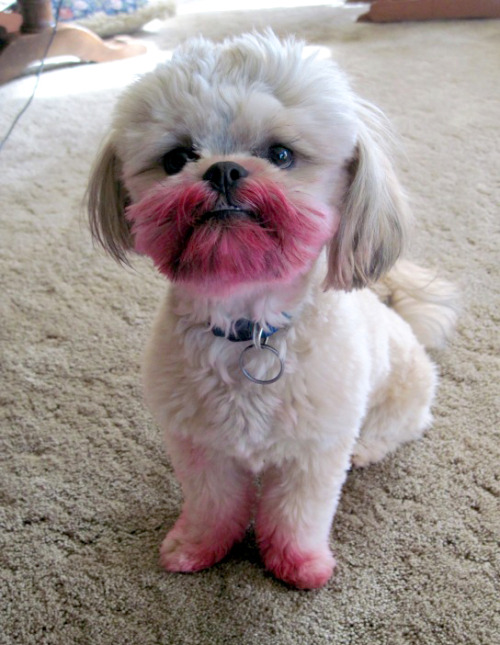 My dog eats lipstick.
babyknuckles:
“ Doggy ate lipstick. What a doofus.
”