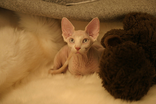 fuckyeahhairlesscats:   Who? Me? (by skithund)   What an inquisitive kitty cat!