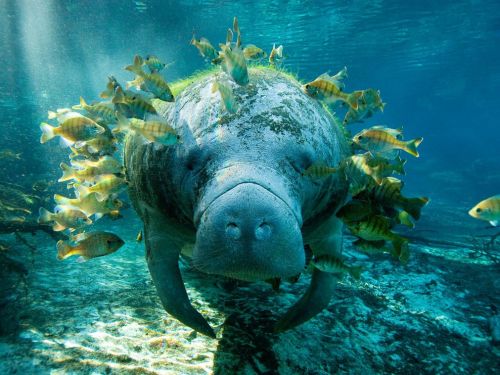 andicarusflew:   via s.ngeo.com   I’m pretty sure the fishes are nomming on the algae on the manatees back, so I can aw :)