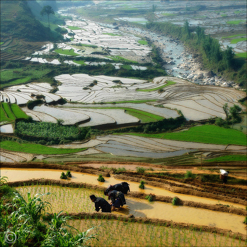 Early morning view of Muong Hoa Valley, Vietnam © NaPix – Hmong Soul