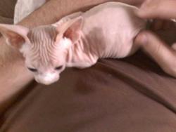 fuckyeahhairlesscats:  when my sphynx was a baby  Ahhhhh.