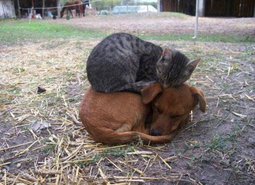 An unlikely pair, uploaded by Feline Poster