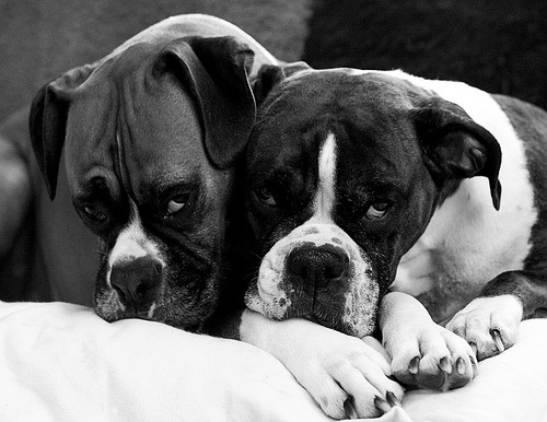 fuckyeahdogs:   heartbeatatmyfeet:   snuggle bugs. (by StephsShoes)    