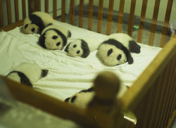 c3ssalvad0r:  i wanna uhmm panda-sit ? them