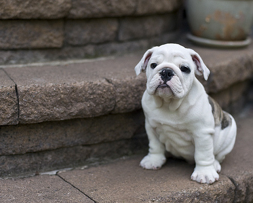 fuckyeahdogs:   heartbeatatmyfeet:   Wrinkles Galore (by dog ma)    
