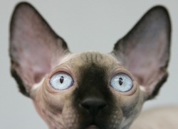 Reblololo:  A Canadian Sphynx Cat Sits During An Event At The Pets Fashion Week Russia