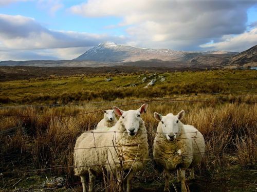 Scottish Sheep - Western Highlands, Scotland, United Kingdom©  Marc Lanciaux