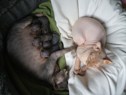 fuckyeahhairlesscats:      &hellip;NAKED BABIES.