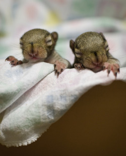 loveyourchaos:  baby squirrels 