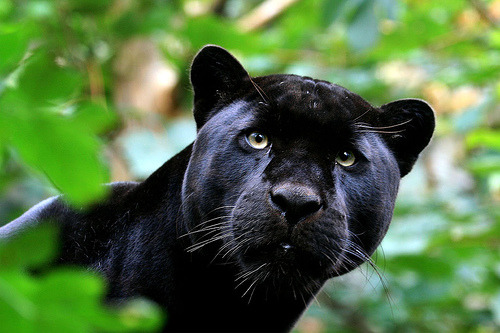 animals, animals, animals — BLACK JAGUAR (Panthera onca) ©sparky2000 Black ...