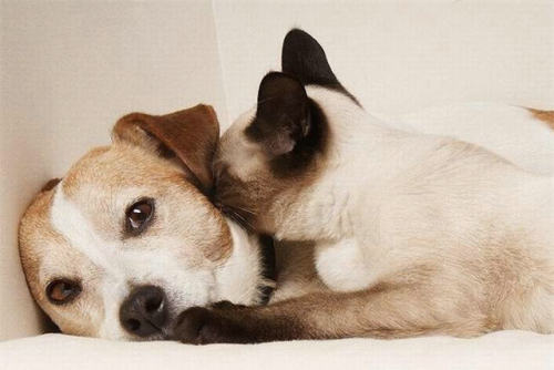 noriichi:  motomocomo:  yaruo:  yukko:  778:  cats&dogs_25 (via b1ue5ky)