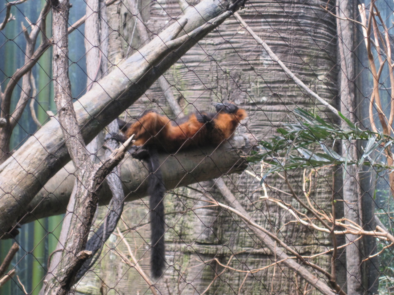 I WENT TO THE ZOO AND WITNESSED THIS.  I DON&rsquo;T EVEN KNOW.  BUT I LOVE