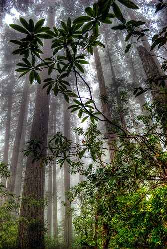 Redwood Rhododendrons (by markofphotography)