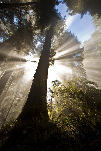 Del Norte, CA 2 (by Jasonn Glass)