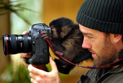 Picture-Perfect-World:  Theanimalkingdom:  Ij The Capuchin Monkey Looks Through A