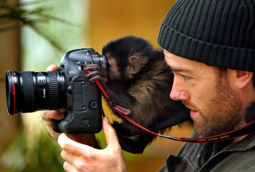 picture-perfect-world:  theanimalkingdom:  IJ the capuchin monkey looks through a camera in Sydney, Australia. The 20-month-old monkey is being trained for education displays and TV/film work… (via Pictures of the day: 30 June 2010 - Telegraph )  