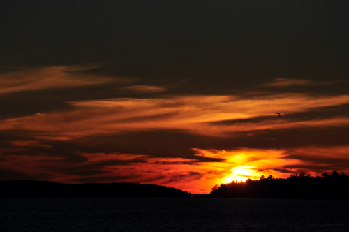 Another sunset picture? What a shocker! XD; Yup. Last night’s sunset.  Yup. Clouds.  Bird. Etc