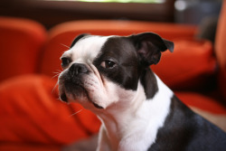 flxfelicis:  privatesnafu:  sarcasticles:  fuckyeahdogs:  fuckyeahbostonterriers:  Oscar is a smug bastard.   Go ahead, ask me how many times I made this face at people today.  Look at that little guy. He wants to know why you drank all the Franzia and