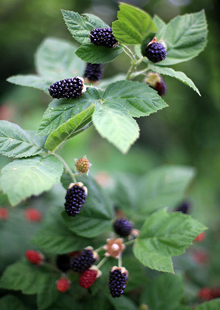 thedruidsteaparty:
“followthewestwind:
“gardeninginheels:
“ Blackberry Lust
” ”