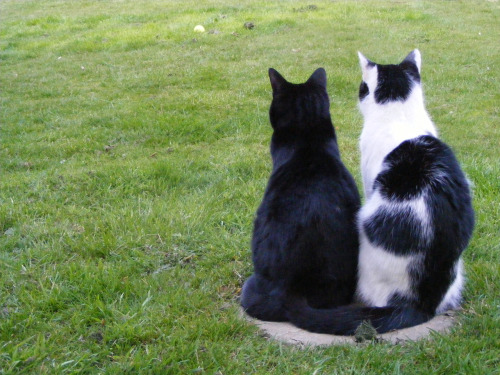 fuckyeahkitties:  fuckyeahfelines:  www.justgowithaclassic.tumblr.com  