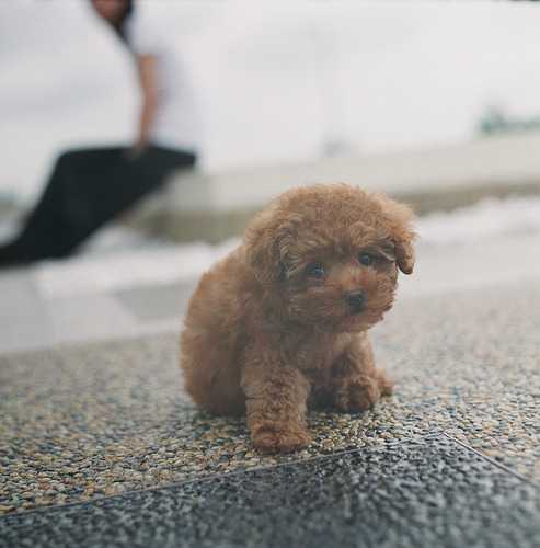 courtnaywen:  thatkidkayden:  c3ssalvad0r:  hehe, awhh hi puppy :)  (via anditslove) I’ve got to say that this is one cute puppy :D   OMG !! @ BBQ PAUL !!!!! LOOK AT OUR HOUSE PUPPY!! PUWAHAHHAA! 