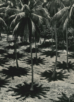 contemporaryillusions:  deepvneck:  yesmaybe:  Midday, in the shade of the coconut trees, Tahiti, 1938René Moreau 