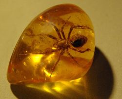 tamburina:  I have always loved jewelry made out of amber that had insects trapped in it. Amber is basically fossilized tree resin, and during the process of fossilization, insects get trapped in it forever. The insects inside are millions of years old.
