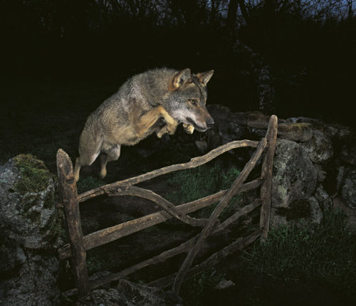 stojadinovic:  Iberian Wolf 