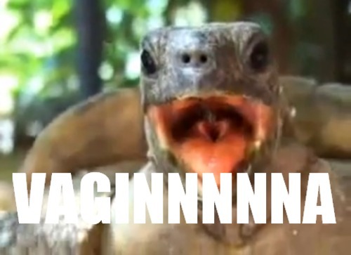 jeaannguyen:  That damn turtle was so awkward! D:  PWUHAHAHAHHAHA! 
