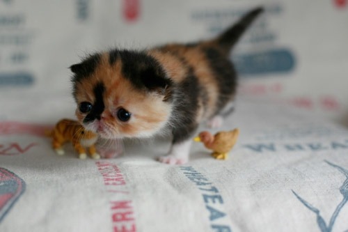 tokyron:  This cat is just too much cuteness for me to handle :3 