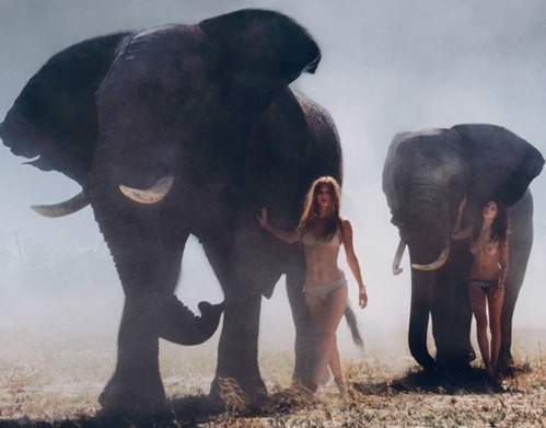 ambidextrously-erotic:  Elephant&hellip;