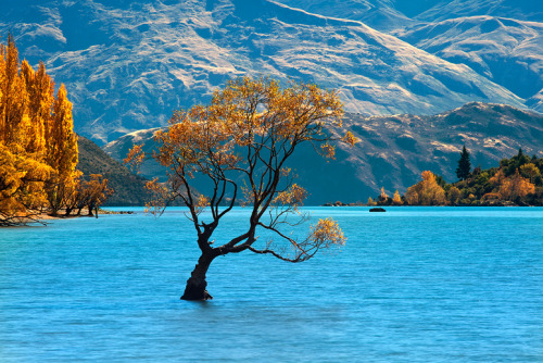 travelthisworld: Wanaka, New Zealand by Kah Kit Yoong