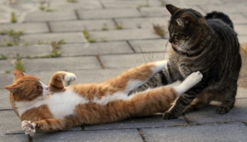 budda: flood:  seiichirou:  sotoneko:  778:  03w:  hal024:  m0r1:  4956781f6fbd2.jpg  こ、これは！あの伝説の「猪木