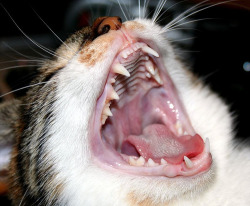 fuckyeahmothernature:  yawning (by *LINNY