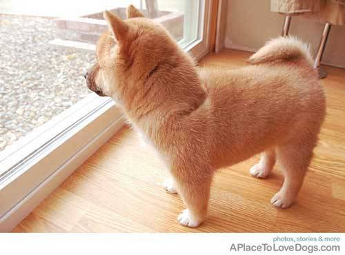 hsmt:  nobodyplace:  aplacetolovedogs:  ◯antann Miso the Shiba Inu waiting