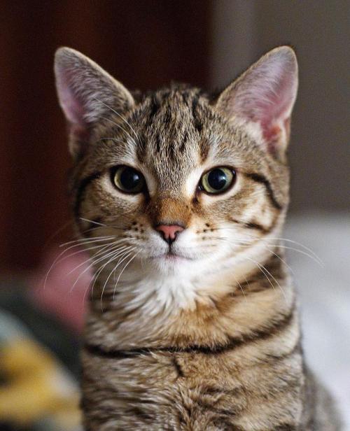 mostlycatsmostly: fullcats: moja-moja: mimosa: ganko-oyazi: noriichi: choccoto: cocokashi-co: gkojax