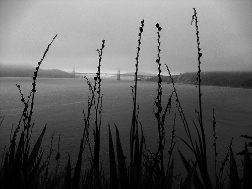Golden Gate Bridge (via ohheygreat)