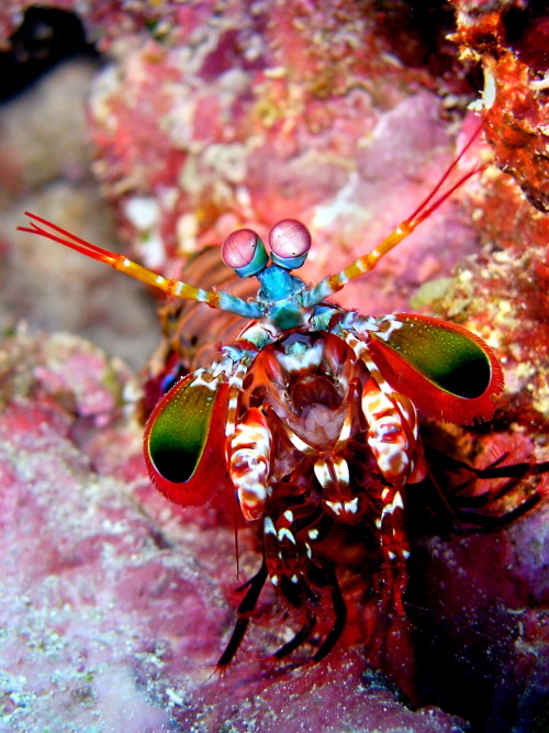 firsttimeuser: paganlovefest: Mantis Shrimp