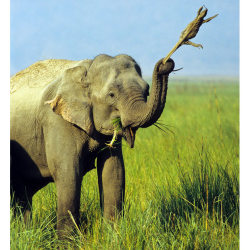 allcreatures:  Madhuri, an Indian elephant, swings a monitor lizard around by its tail. The unlucky creature had been swept off the ground and was carried around for a number of days by the elephant. With its tail firmly clamped in the animal’s trunk