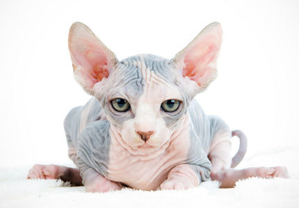 -taylor:  I want a Sphynx cat so badly. They are so cute.  What a pretty cat :)