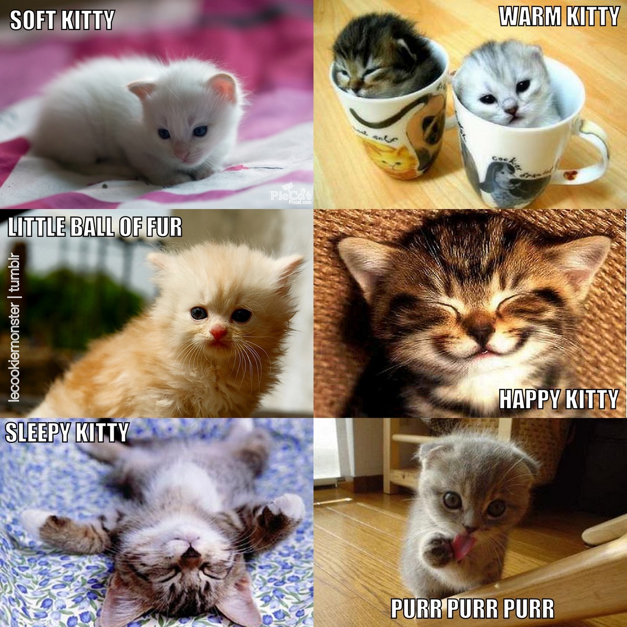 Kind of different types of cats