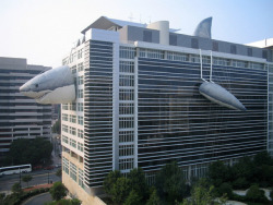 fuckyeahsharks:  popculturebrain:  The Discovery Channel Building Gets Ready For Shark Week | BuzzFeed Amazing.  CATS CAN SUCK A FUCKING DICK. 