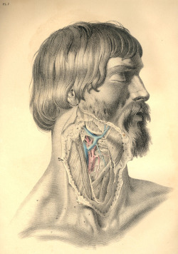 androphilia:  youdsay:  projectgutenberg:  Plate 7: the surgical relationship of parts lying in the vicinity of the common carotid artery, at the point of its bifurcation into external and internal carotids. - Joseph Maclise, Surgical Anatomy (1857) [full