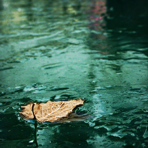 spurples: Leaf on Frozen Pondfrom eqqman