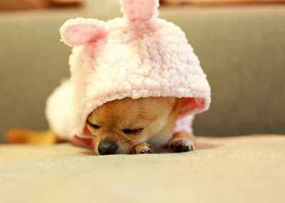 jeeeeeennnnnnny:  sunshinni:  fhotobuzz:  beesnewyork:  untameable:  (via easethepain)