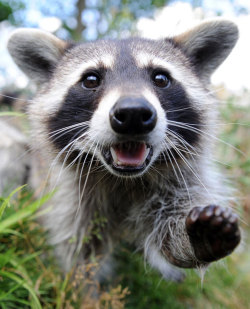 allcreatures:  A raccoon walks through his enclosure at the Wisentgehege animal park in Springe near Hanover, western Germany Picture: AFP/GETTY IMAGES (via Animal pictures of the week: 16 July 2010 - Telegraph)