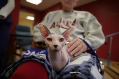 franimal:  Even hairless Sphynx cats give