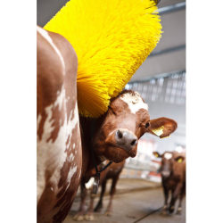 allcreatures:  British farmers are aiming to milk profits and boost productivity with this latest agricultural machine - a car wash for cows. The industrial-sized device features a huge swinging brush similar to those used to clean vehicles and lorries.